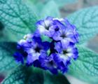 香水草花语_香水草的花语是什么