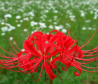 曼珠沙华花语_曼珠沙华的花语是什么