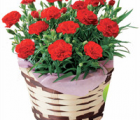 康乃馨花语_康乃馨的花语是什么