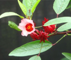玫瑰茄花语_玫瑰茄的花语是什么