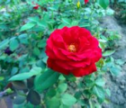 月季花语_月季的花语是什么