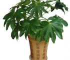 八角金盘花语_八角金盘的花语是什么