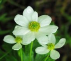 银莲花花语_银莲花的花语是什么