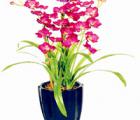 万带兰花语_万带兰的花语是什么