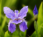 蝴蝶兰花花语_蝴蝶兰花的花语是什么