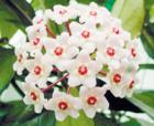 香花球兰花语_香花球兰的花语是什么