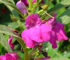 凤仙花花语_凤仙花的花语是什么