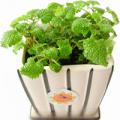 留兰香花语_留兰香的花语是什么