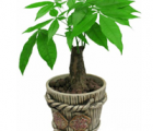 发财树花语_发财树的花语是什么