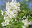 花楸花语_花楸的花语是什么