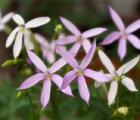 彩星花花语_彩星花的花语是什么