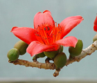 木棉花花语_木棉花的花语是什么