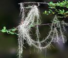 松萝花语_松萝的花语是什么