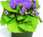 藿香蓟花语_藿香蓟的花语是什么