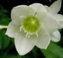 南美水仙花语_南美水仙的花语是什么