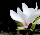 玉兰花语_玉兰的花语是什么