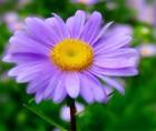 紫苑花花语_紫苑花的花语是什么
