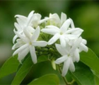 毛茉莉花语_毛茉莉的花语是什么