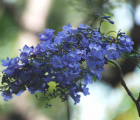 蓝花楹花语_蓝花楹的花语是什么