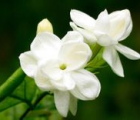 茉莉花花语_茉莉花的花语是什么
