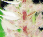 猫尾草花语_猫尾草的花语是什么