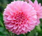 大丽花花语_大丽花的花语是什么
