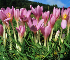 秋水仙花语_秋水仙的花语是什么