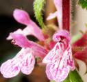 甘露子花语_甘露子的花语是什么