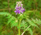 还亮草花语_还亮草的花语是什么