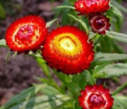 麦秆菊花语_麦秆菊的花语是什么