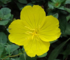 月见草花语_月见草的花语是什么