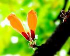 火烧花花语_火烧花的花语是什么